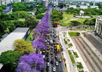 Llegó la época de florecimiento de los jacarandás recoletos