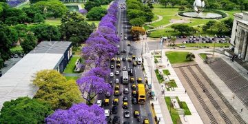 Llegó la época de florecimiento de los jacarandás recoletos