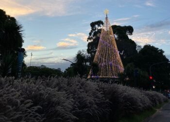 Recoleta ya tiene su árbol de navidad