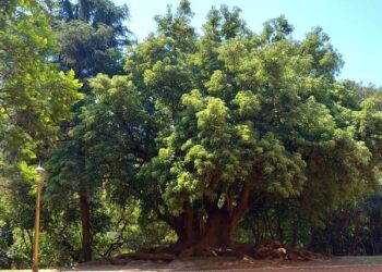 Se colocaron cordones de contención en Plaza Leloir