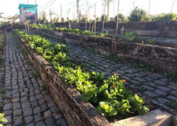 Diez consejos para armar tu huerta urbana en invierno