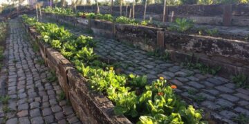 Diez consejos para armar tu huerta urbana en invierno