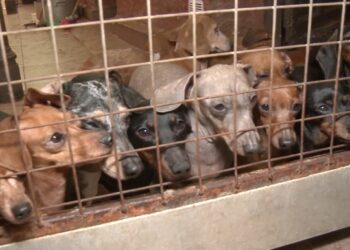 Caballito: rescataron a 55 perros que eran maltratados en un criadero ilegal