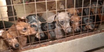 Caballito: rescataron a 55 perros que eran maltratados en un criadero ilegal
