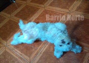 Jornada de adopción de mascotas