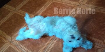 Jornada de adopción de mascotas