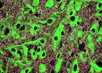 Alteraciones en un mecanismo del neurodesarrollo contribuiría al origen de trastornos mentales