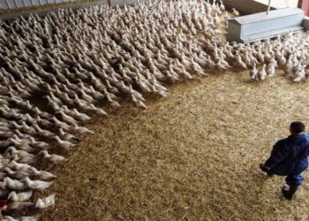 Como actúa la Gripe Aviar. Síntomas y tratamiento