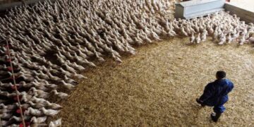 Como actúa la Gripe Aviar. Síntomas y tratamiento