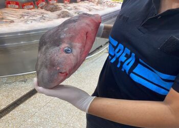 Tiburones gatopardo, sustancias y restos cárnicos insalubres fueron detectados en «Barrio Chino»