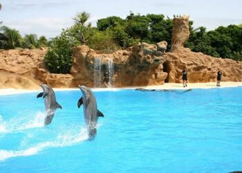 Día Mundial de los Delfines en Cautiverio