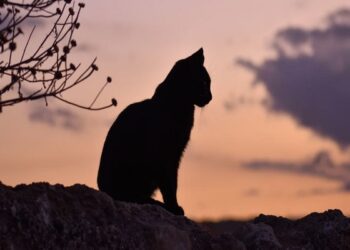 Según la OMS, la gripe aviar puede causar la próxima pandemia