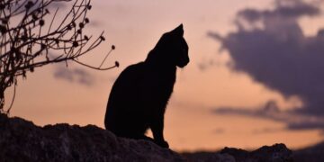 Según la OMS, la gripe aviar puede causar la próxima pandemia