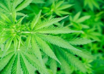 La Academia Nacional de Medicina se refirió a los «medicamentos Cannabinoides»