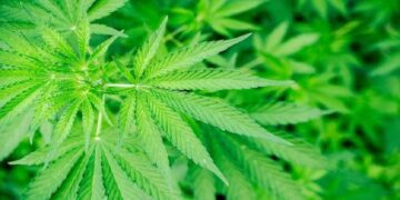 La Academia Nacional de Medicina se refirió a los «medicamentos Cannabinoides»