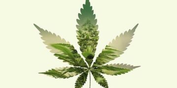 El cannabis medicinal estará disponible en algunas farmacias de Argentina