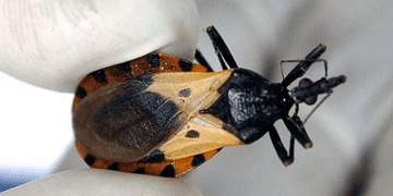 Hoy es el Día Mundial de la Enfermedad de Chagas