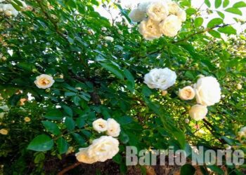 Continúa la poda en el Rosedal: Se podrán retirar esquejes