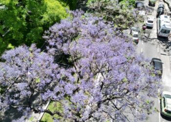 Ciudad violeta: comenzaron a florecer los jacarandás en las calles y los parques porteños