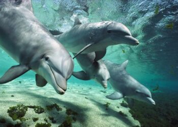 Delfines: la ‘Sonrisa’ que refuerza sus vínculos sociales
