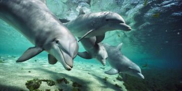 Delfines: la ‘Sonrisa’ que refuerza sus vínculos sociales