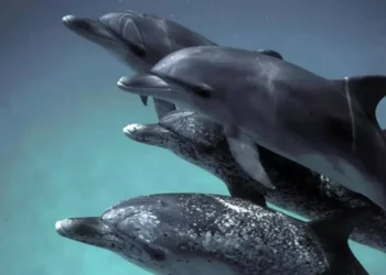 La IA ayuda a descifrar comunicación de delfines