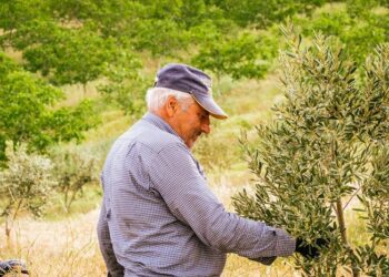 Estimular el sistema linfático meníngeo puede revertir la pérdida de memoria