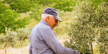 Estimular el sistema linfático meníngeo puede revertir la pérdida de memoria
