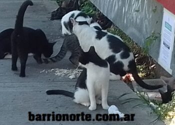 La convivencia con gatos transforma la vida de los seres humanos