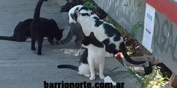 La convivencia con gatos transforma la vida de los seres humanos