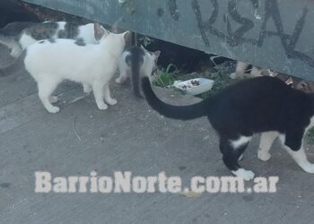 La UBA lanzó la primera diplomatura basada en el entrenamiento de gatos