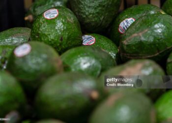 Cómo saber si las paltas son maduras