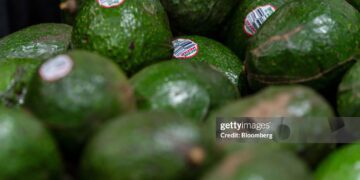 Cómo saber si las paltas son maduras