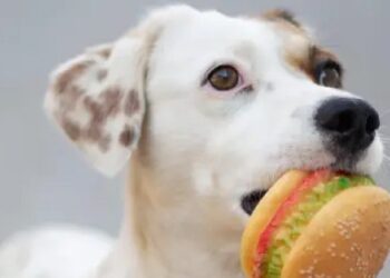 Aprueban el uso de carne cultivada en laboratorio como alimento para animales