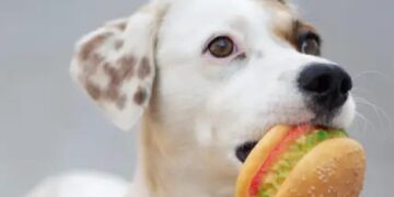 Aprueban el uso de carne cultivada en laboratorio como alimento para animales