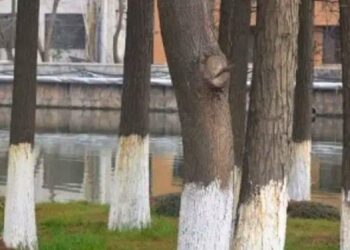 ¿Por qué algunos árboles tienen el tronco pintado de blanco?