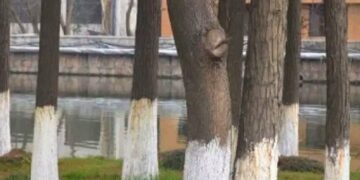 ¿Por qué algunos árboles tienen el tronco pintado de blanco?