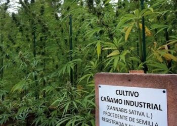 Planta de cáñamo: descubriendo los usos inusuales, insólitos e inesperados de este vegetal versátil