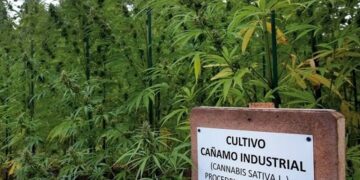 Planta de cáñamo: descubriendo los usos inusuales, insólitos e inesperados de este vegetal versátil