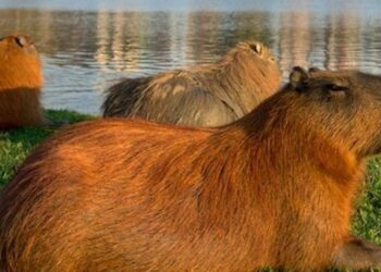 Fueron hallados varios carpinchos muertos en NorDelta