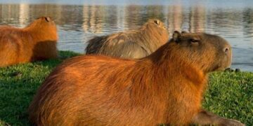 Fueron hallados varios carpinchos muertos en NorDelta