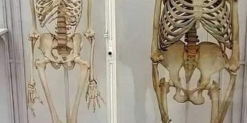 El esqueleto humano y el de gorila comparten muchas similitudes