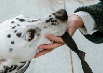 Fallo histórico en Estados Unidos porque reconocen el dolor emocional por la muerte de un perro