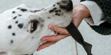 Fallo histórico en Estados Unidos porque reconocen el dolor emocional por la muerte de un perro