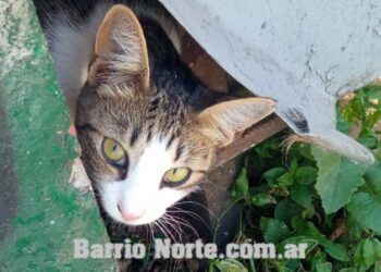 Los gatos demuestran más interés cuando se les habla como a los bebés