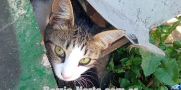 Los gatos demuestran más interés cuando se les habla como a los bebés