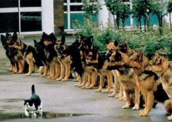 El examen final para los perros de servicio de la policía alemana es mantenerse calmados frente a un gato