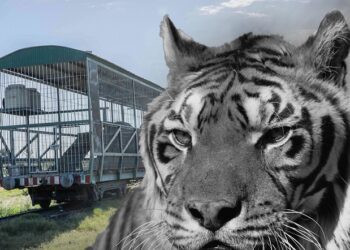Murió Gustavo, el tigre que vivió 15 años en un vagón de tren