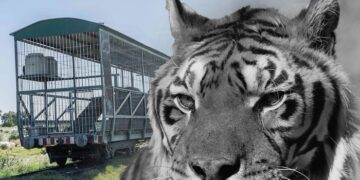 Murió Gustavo, el tigre que vivió 15 años en un vagón de tren