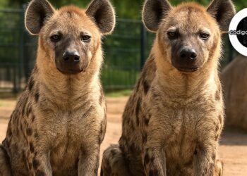 Luego de cuatro años de intentos fallidos de cría, un zoológico descubrió que ambas hienas eran machos